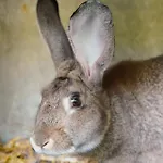 Κάμπινγκ Zecamping 3 Pet Friendly Piscine Couverte Chauffee Et Soirees Animees *
