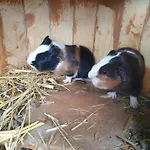 Κάμπινγκ Zecamping 3 Pet Friendly Piscine Couverte Chauffee Et Soirees Animees