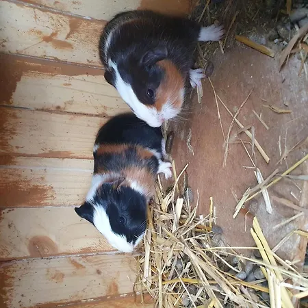 Camping 3 étoiles - Piscine - cca0gae *