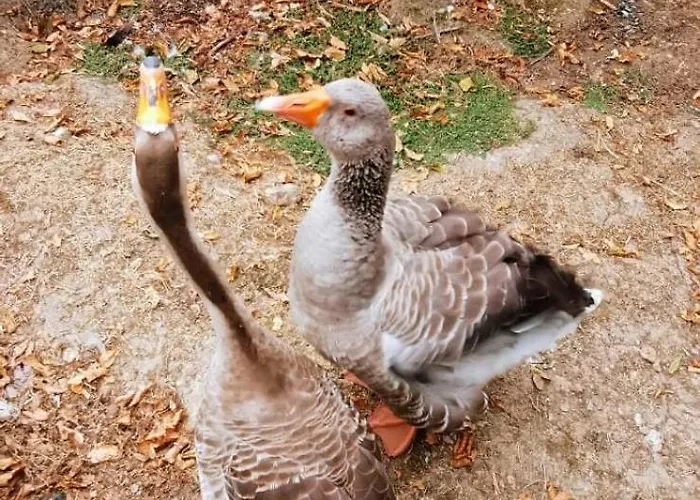 Kemp Zecamping 3 Pet Friendly Piscine Couverte Chauffee Et Soirees Animees Apremont (Vendee)