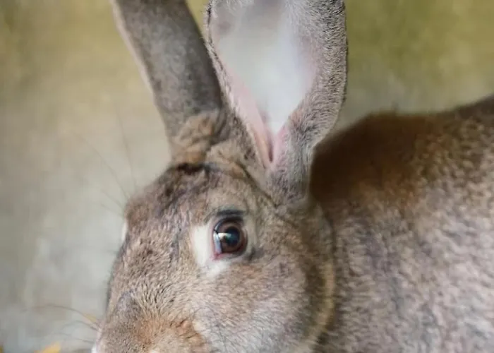 Kemp Zecamping 3 Pet Friendly Piscine Couverte Chauffee Et Soirees Animees *