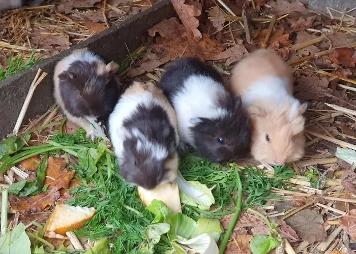 Camping 3 étoiles - Piscine - cca0gae Camping