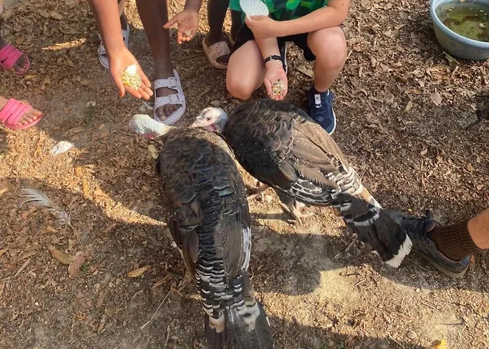 Camping 3 étoiles - Piscine - cca0gae Camping Apremont (Vendee)