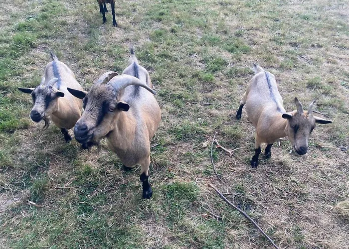 Camping 3 étoiles - Piscine - cca0gae Camping