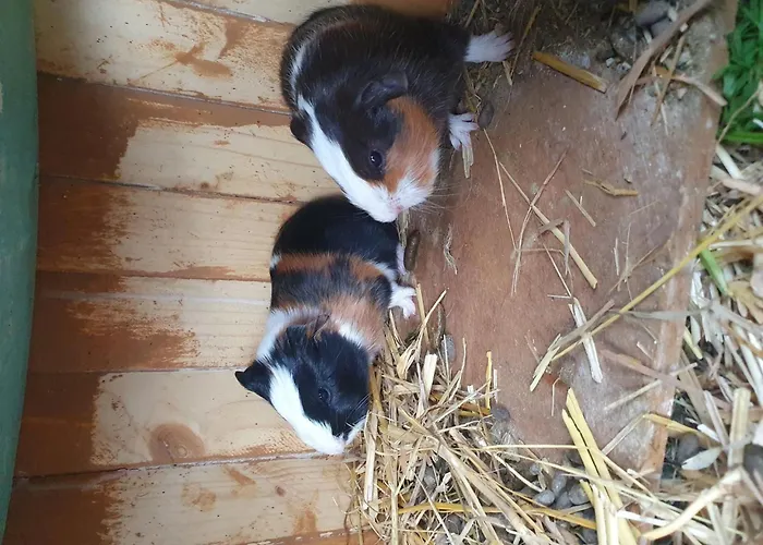 Camping 3 étoiles - Piscine - cca0gae *