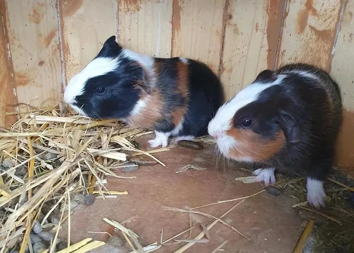 Camping Camping 3 étoiles - Piscine - cca0gae